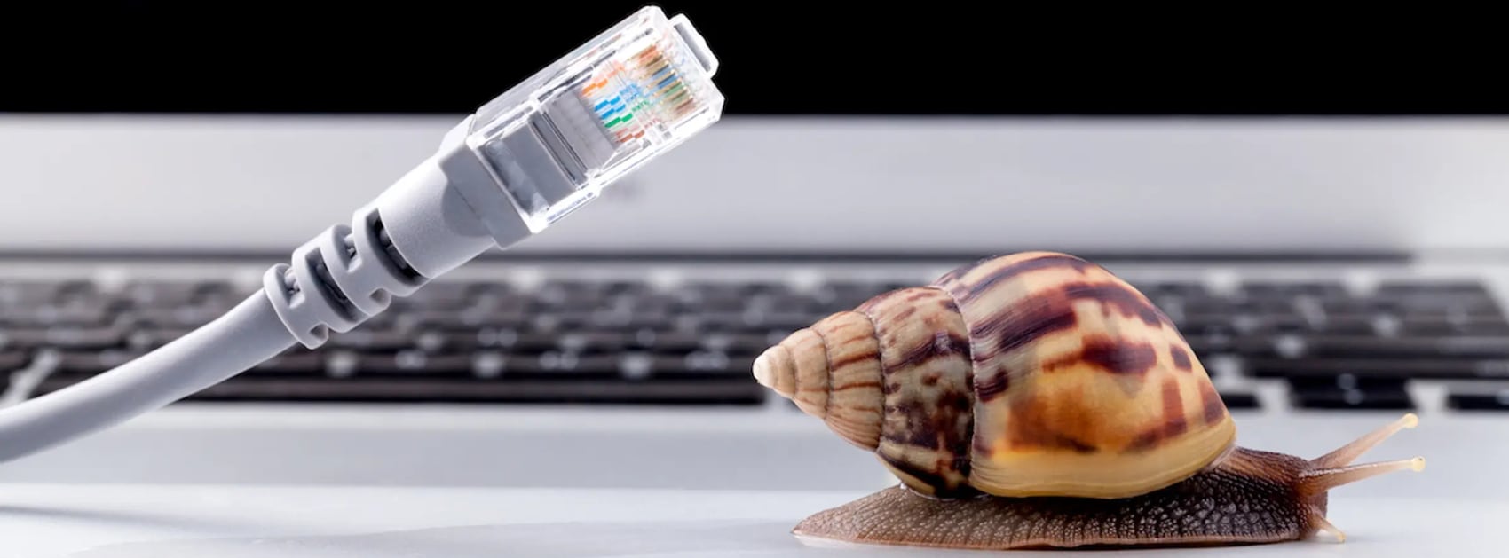An ethernet cable next to a snail