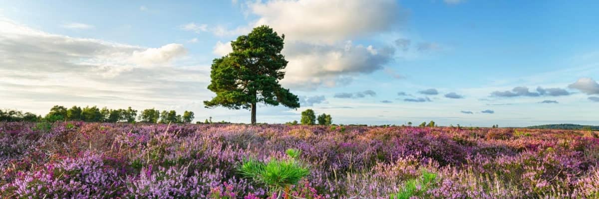 A photo of the countryside in hampshire